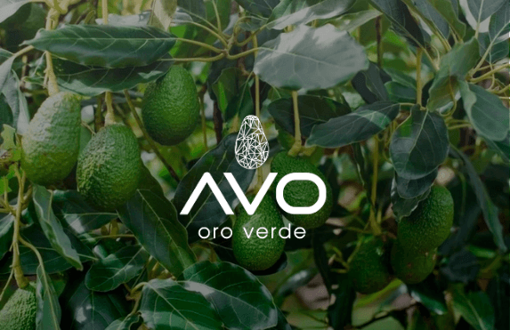 avo oro verde