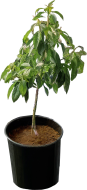 Planta
